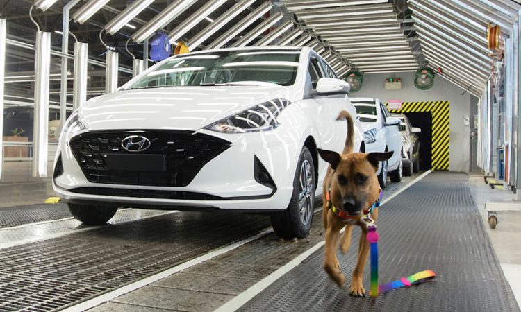 Cão Tucson visita fábrica da Hyundai [divulgação]