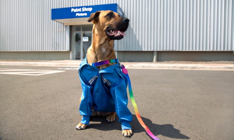 Cão Tucson visita fábrica da Hyundai [divulgação]