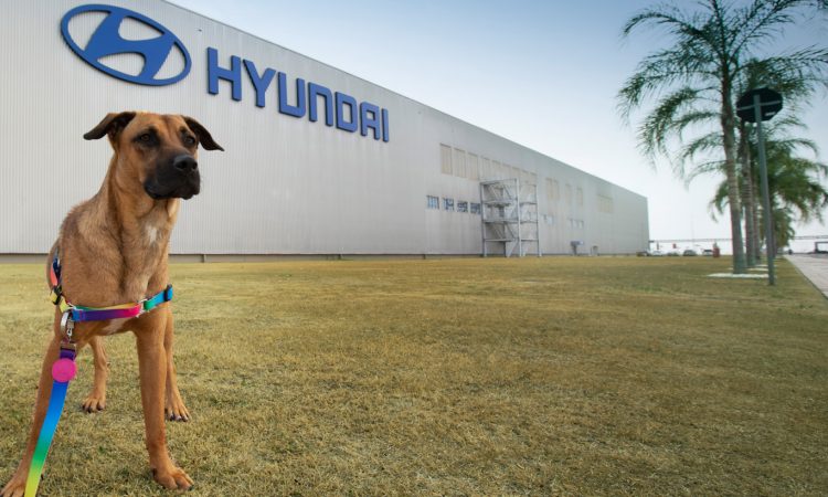 Cão Tucson visita fábrica da Hyundai [divulgação]